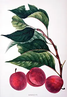 Hawkeye: Hawkeye Plums
