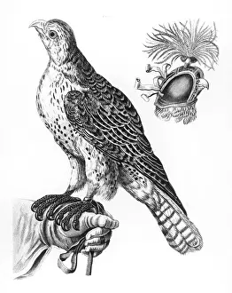 Hawking: HAWKING / FALCON