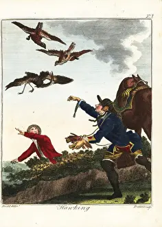 Gyrfalcon: Hawking for heron, 18th century