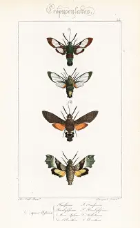 Pauquet: Hawkmoth varieties