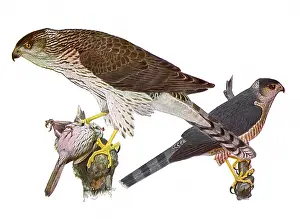 Claws: Hawks