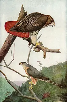 Coopers: Hawks in the Wild