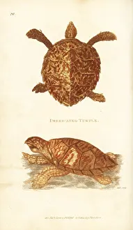 Eretmochelys: Hawksbill sea turtle, Eretmochelys imbricata