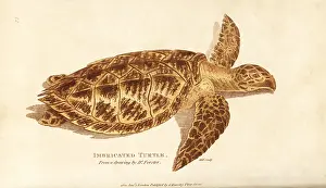 Eretmochelys: Hawksbill sea turtle, Eretmochelys imbricata