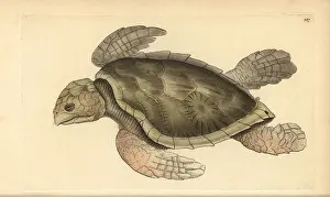 Eretmochelys: Hawksbill sea turtle, Eretmochelys imbricata