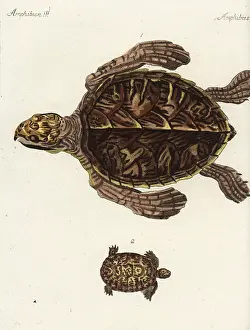 Eretmochelys: Hawksbill sea turtle and Greek tortoise