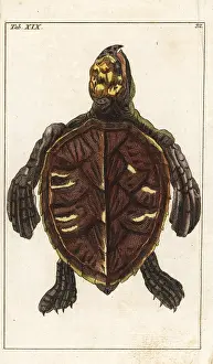 Eretmochelys: Hawksbill turtle, Eretmochelys imbricata