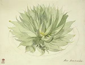 Dionysius: Haworthia herbacea, haworthia