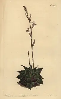 Succulent: Haworthia mirabilis