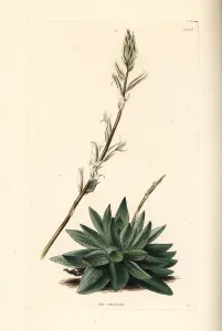 Succulent: Haworthia reticulata