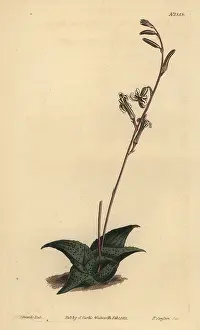 Recurved: Haworthia venosa