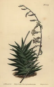 Aloe: Haworthia viscosa