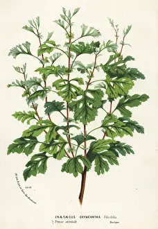 Serres: Hawthorn, Crataegus rhipidophylla