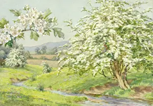 Hawthorns: Hawthorn in a landscape with stream