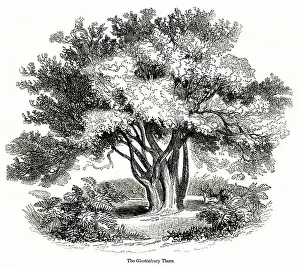 Thorn: Hawthorn tree (Glastonbury Thorn)