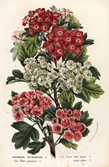 Pleno: Hawthorn varieties, Crataegus oxyacantha