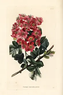 Crataegus: Hawthorn variety, Crataegus oxycantha punicea
