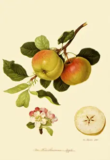 Domestica: Hawthornden Apples