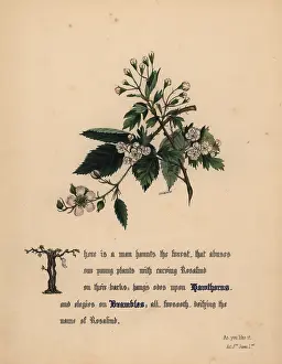 Brambles: Hawthorns and Brambles (As You Like It)