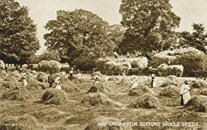Harvesters: The Hay crop from Sutton's Grass Seeds