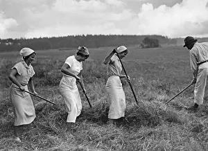 Holidaymaker: Hay harvest, 1930s