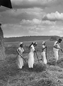 Harvesters: Hay harvest, 1930s