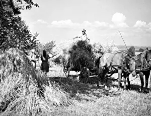 Malovice: Hay harvest