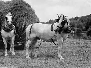 Blinkered: HAY HORSE AND CART
