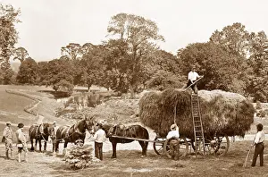 Haymaking: Haymaking