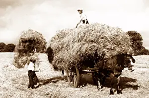 Haymaking: Haymaking