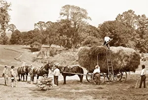Haymaking: Haymaking