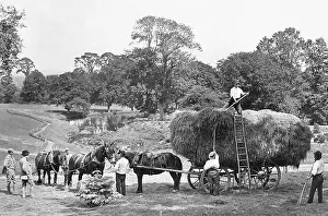 Haymaking: Haymaking early 1900s