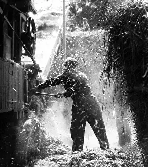 Haymaking: Haymaking early 1900s
