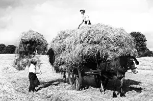 Haymaking: Haymaking early 1900s