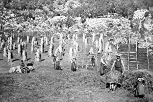 Haymaking: Haymaking in Indal, Gjovik, Norway