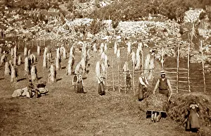 Haymaking: Haymaking in Indal, Gjovik, Norway