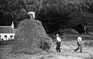 Haymaking: Haymaking near Dunoon, Scotland