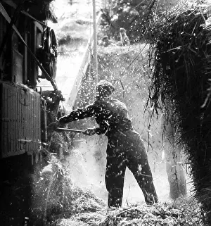 Haymaking: Haymaking with a threshing machine 1930s