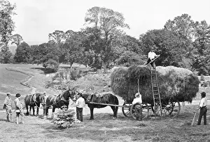 Haymaking: Haymaking Victorian period