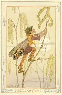 Hazel: Hazel Catkins Fairy