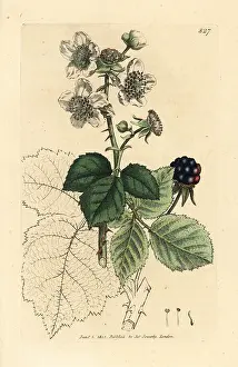 Bramble: Hazel-leaved bramble, Rubus corylifolius