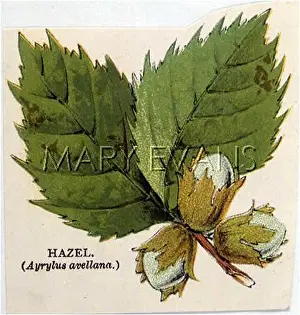 Avellana: HAZEL NUT