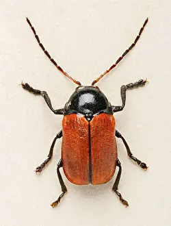 Hazel: Hazel Pot Beetle