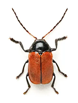 Hazel: Hazel Pot Beetle