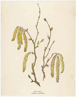 Catkin: HAZEL TREE CATKINS