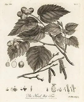 Catkin: Hazelnut tree, Corylus avellana