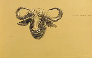 Sheppard: Head of an African Buffalo