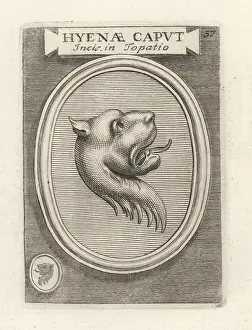 Topaz: Head of an African hyena