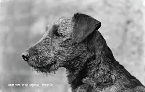 Airedale: Head of an Airedale