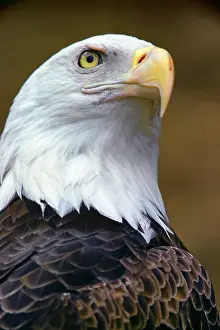 Swooping: Head of American Bald Eagle Haliaeetus Leucocephalus